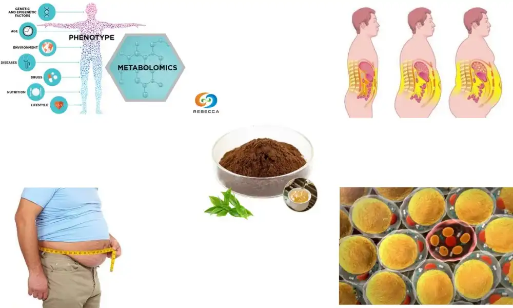 What compounds in green tea extract boost fat oxidation? What compounds in green tea extract boost fat oxidation?